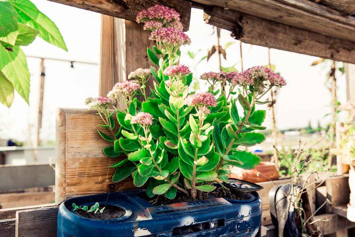 Huerto en cuarentena