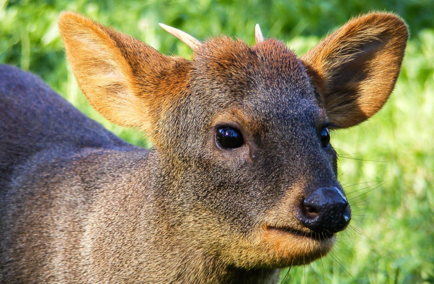 Pudú: Detección en el Parque Nacional Chiloé