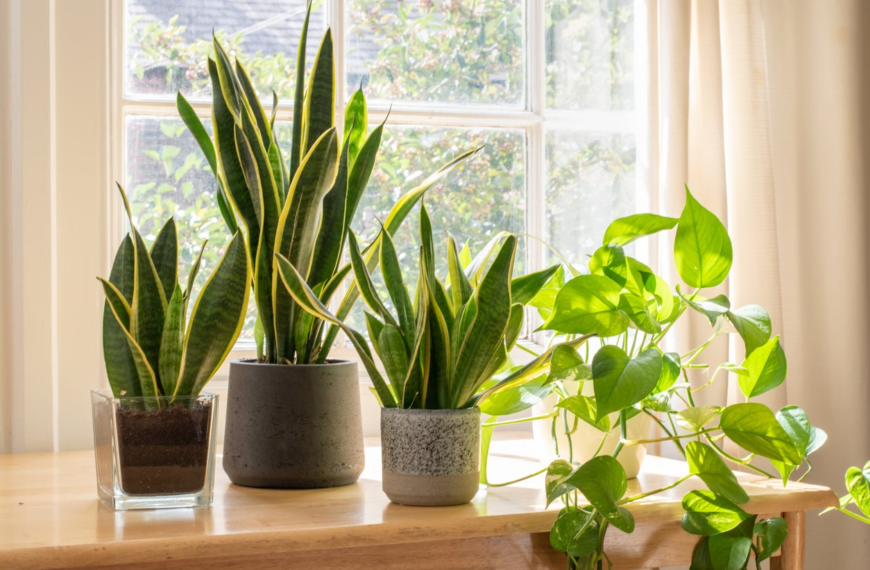 Cuidado de Plantas en Interiores: Tips Esenciales Para Ti