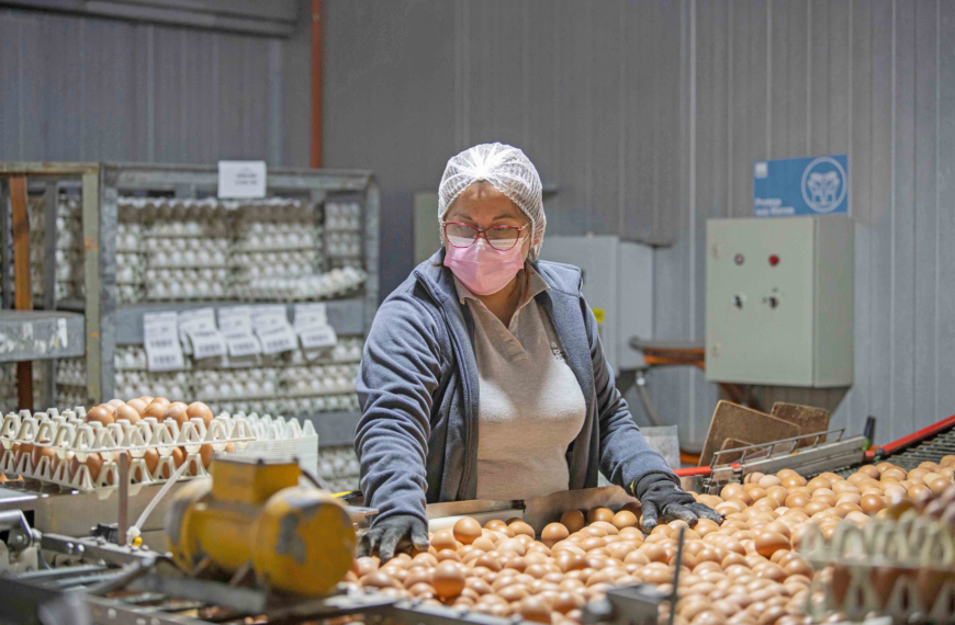 Producción de huevos en Chile: Análisis y Tendencias