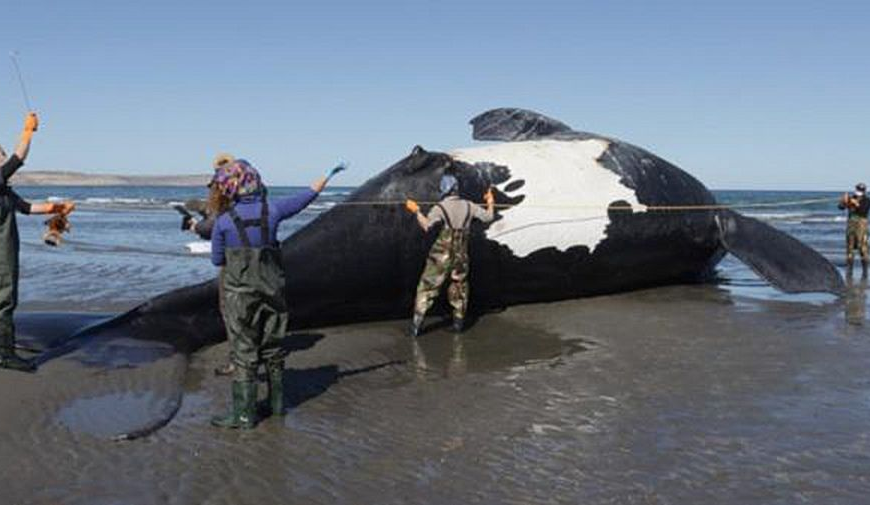 Muerte de Ballenas en Aysén: Urgente Llamado a la Acción