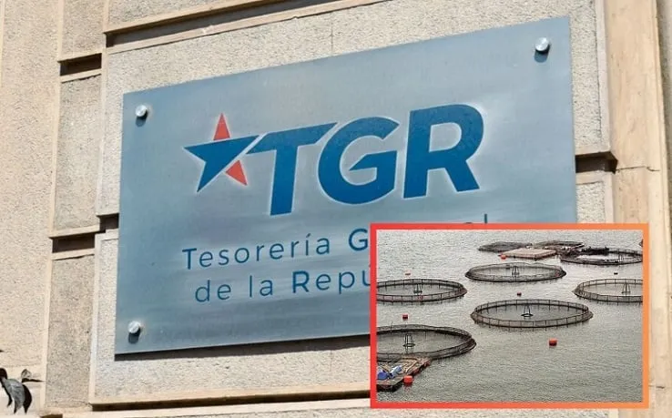 Fraude salmoneras: TGR omite denuncias y $183 millones en riesgo