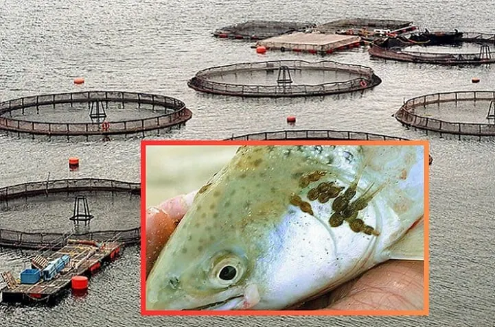 Piojo del Salmón: Resistencia a Antiparasitarios Creciente