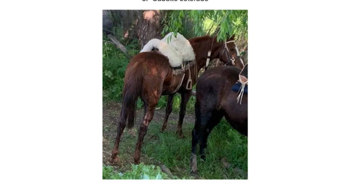 Robo de Caballos: La Impactante Historia de Verónica Prieto