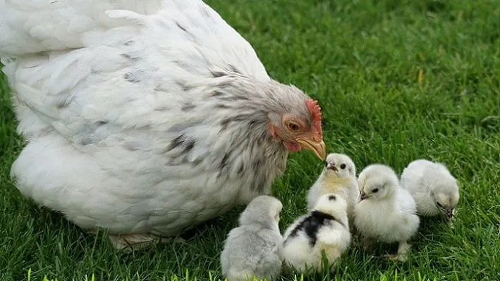 Ciudadanía chilena y bienestar animal: fin de jaulas ahora