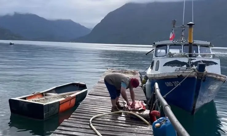 Desaparición de especies marinas en Aysén y Chiloé