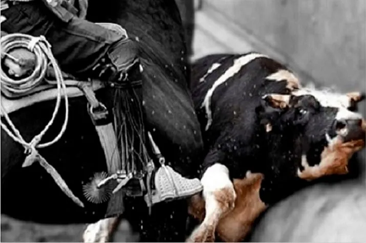 Día Nacional Contra el Rodeo: Lucha Animalista en Chile