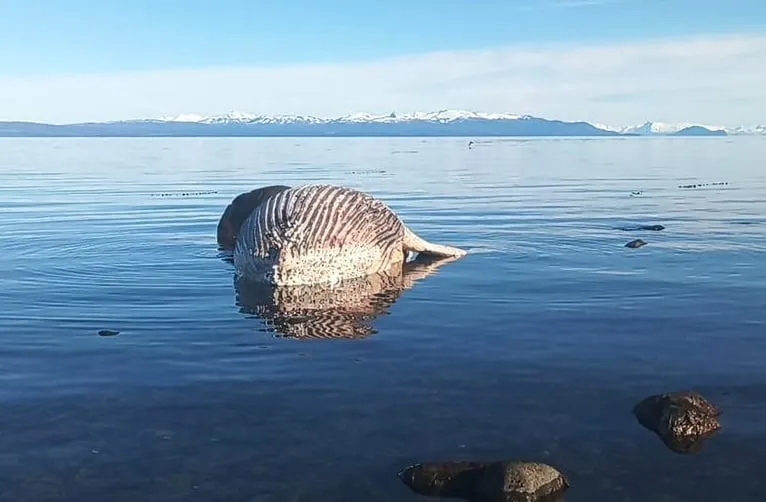 Ballena muerta en Skyring: evidencia de crisis ambiental