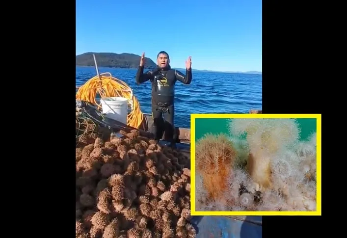 Anémona invasora: amenaza a la biodiversidad en Patagonia