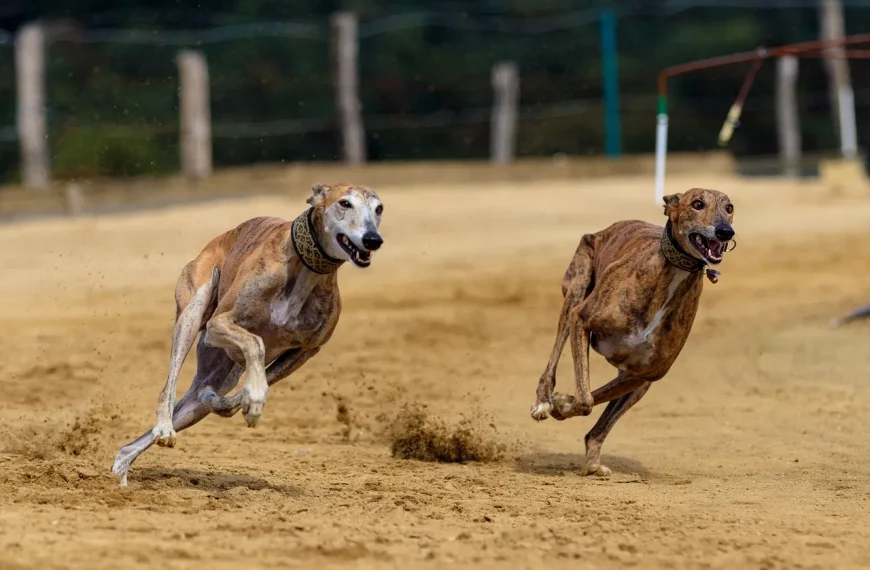 Carreras de Galgos: Indignación por Maltrato Animal en Curacautín