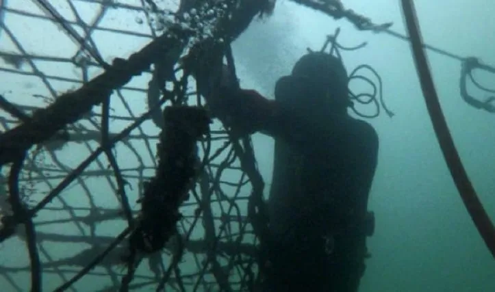 Industria Salmonera Chile: Alta Mortalidad y Riesgos Laborales