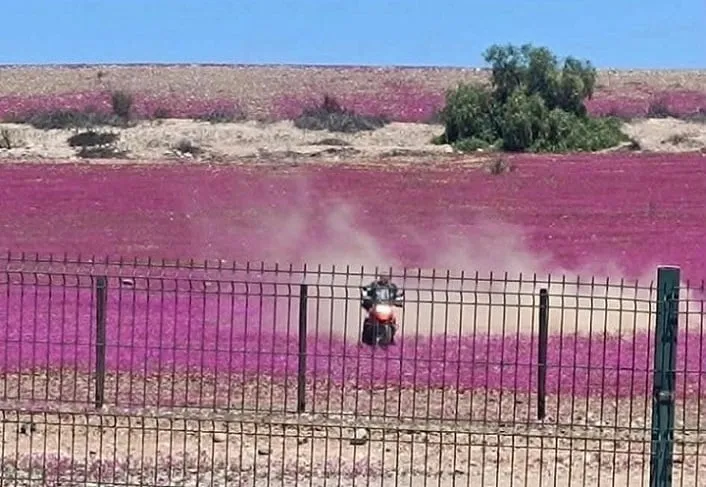 Protección Desierto Florido: Proyecto de Ley Urgente