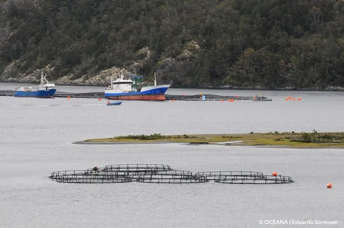 Escape de Salmones en Calbuco: Riesgos y Consecuencias