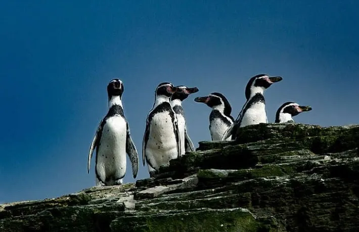 Pingüino de Humboldt: Especie en Peligro de Extinción