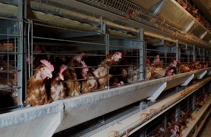 Jaulas en batería: Reforma necesaria para el bienestar animal