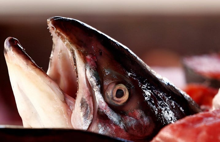 Salmón Industrial: ¡Fuera de la Mesa de Fin de Año!