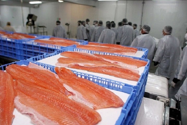 Industria salmonera: El impacto de la automatización