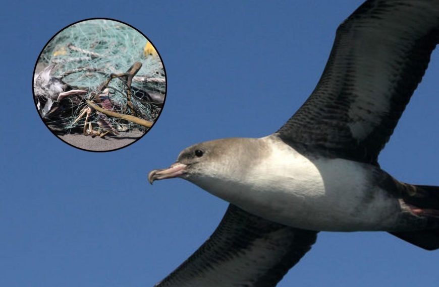 Fardela blanca en peligro de extinción: Un evento inquietante en Tirúa