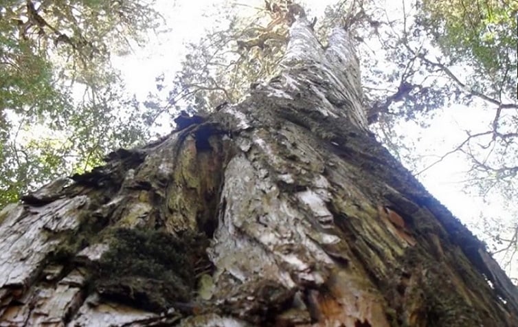 El Gran Abuelo: Descubriendo el Árbol Más Antiguo del Mundo