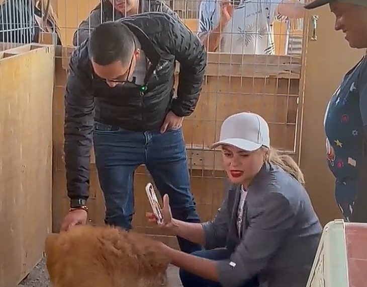 Esterilización Masiva: La Clave para Solucionar la Sobrepoblación Animal