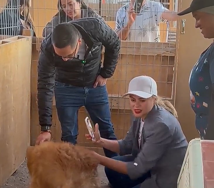 Esterilización Masiva: La Clave para Solucionar la Sobrepoblación Animal