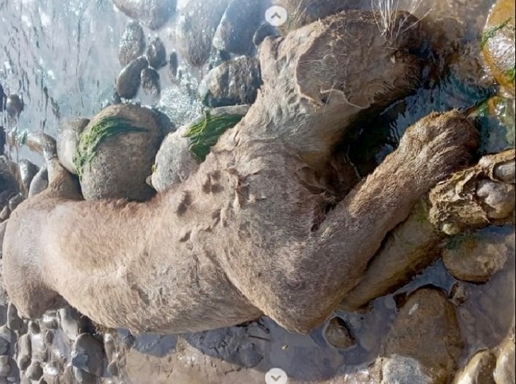Puma Baleado: Un Crimen Que Pone en Jaque a la Fauna Nativa