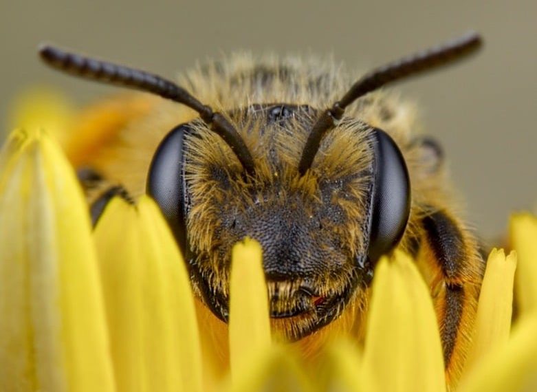 Abejas en Chile: Impacto del Cambio Climático y la Polinización
