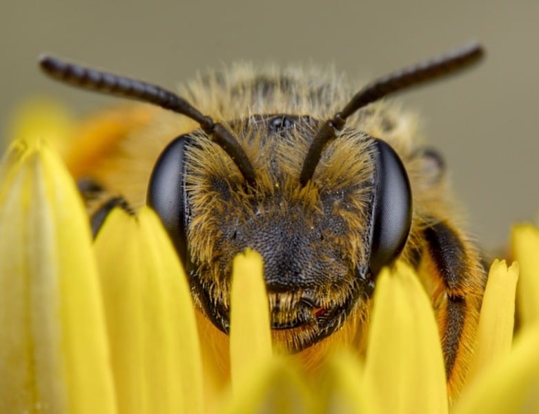 Abejas en Chile: Impacto del Cambio Climático y la Polinización