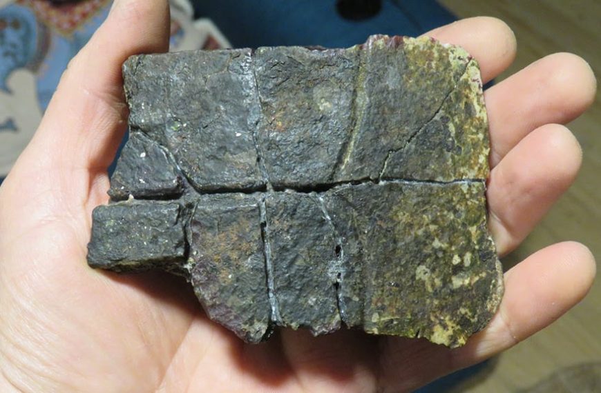 Tortugas Marinas Eoceno Algarrobo: Un Hallazgo Que Sorprende