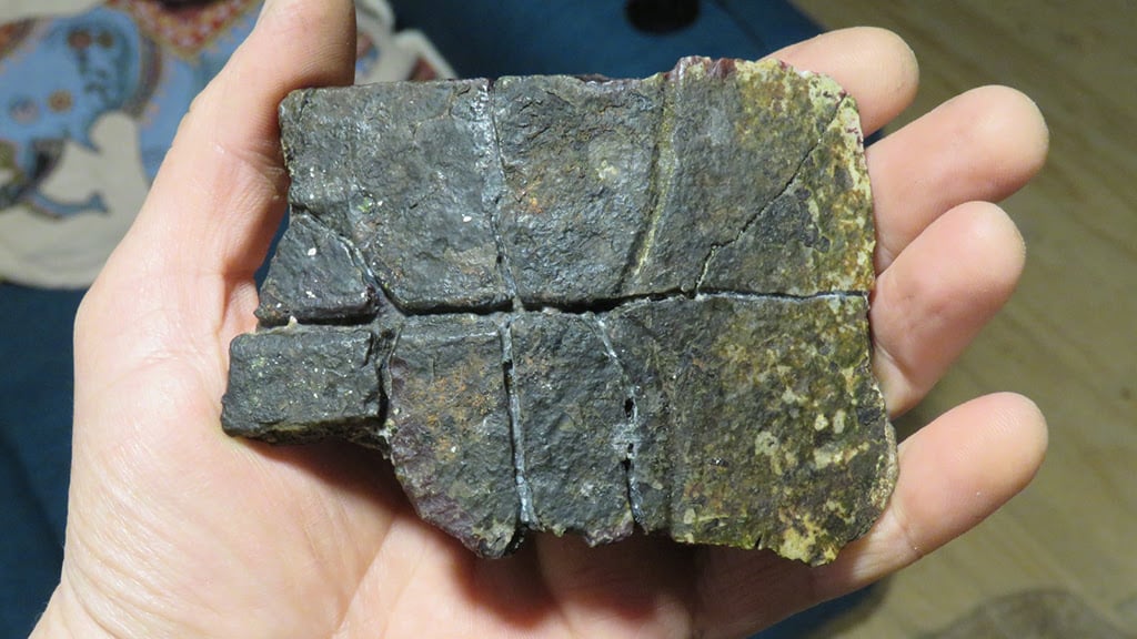 Tortugas Marinas Eoceno Algarrobo: Un Hallazgo Que Sorprende