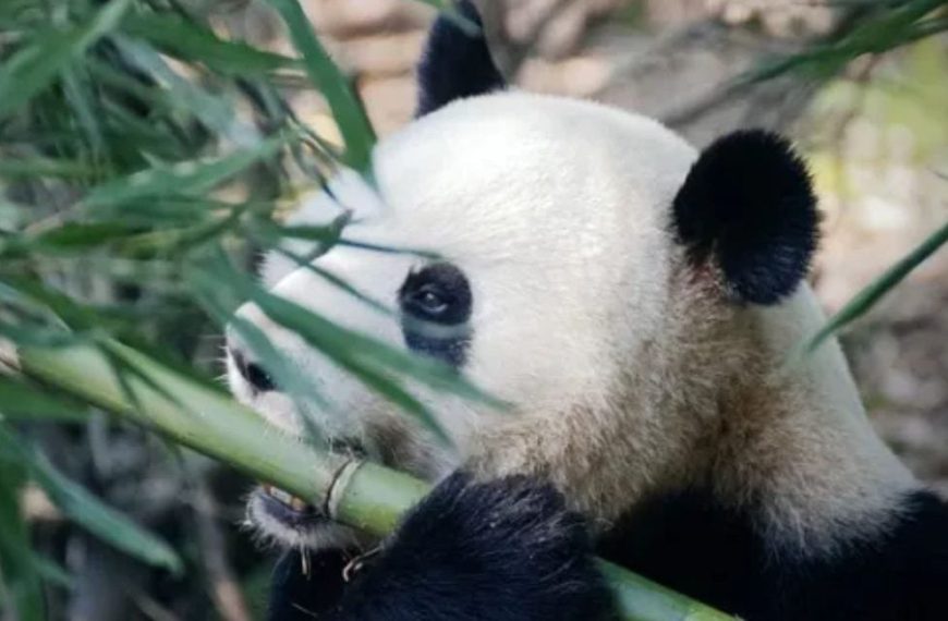 Panda enjaulado: ¿Es justo traer uno a Chile por turismo?