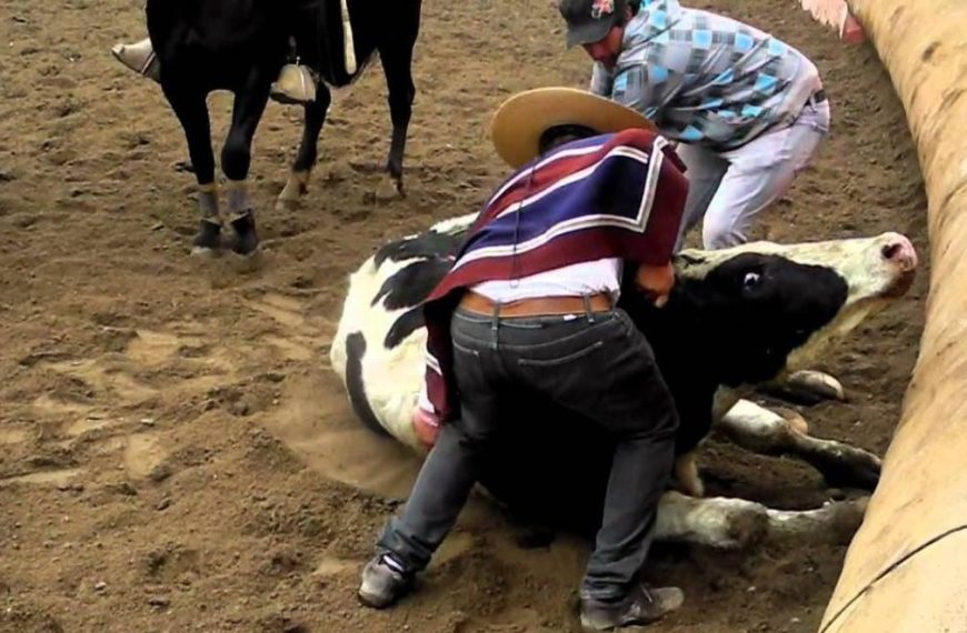 Maltrato animal: El debate sobre el rodeo y fondos públicos en Chile