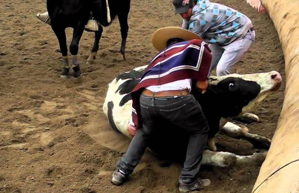 Maltrato animal: El debate sobre el rodeo y fondos públicos en Chile